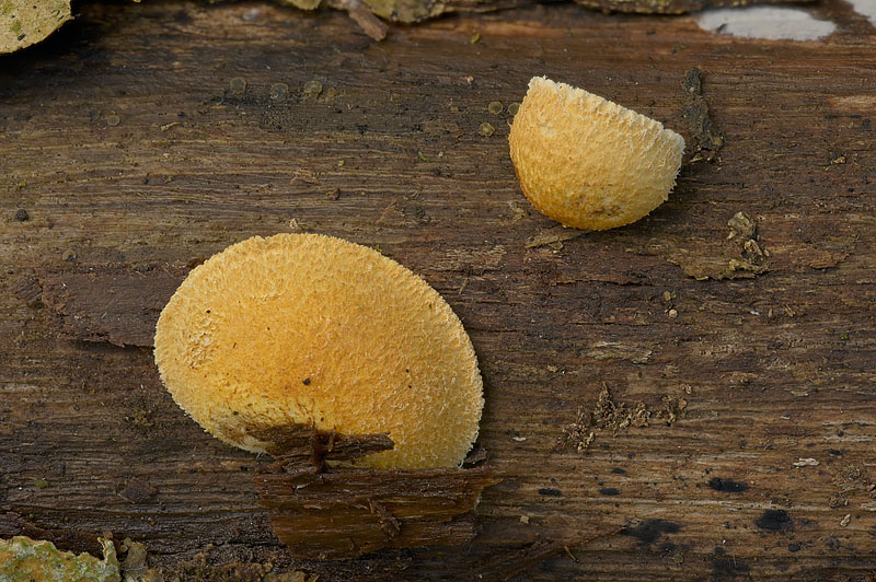 Pleuroflammula ragazziana